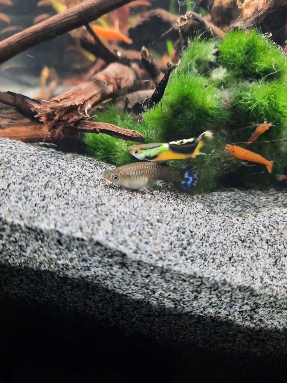 Guppy's