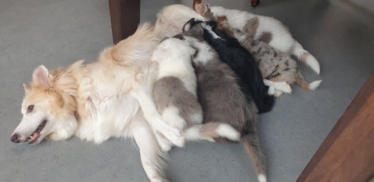 Border Collie