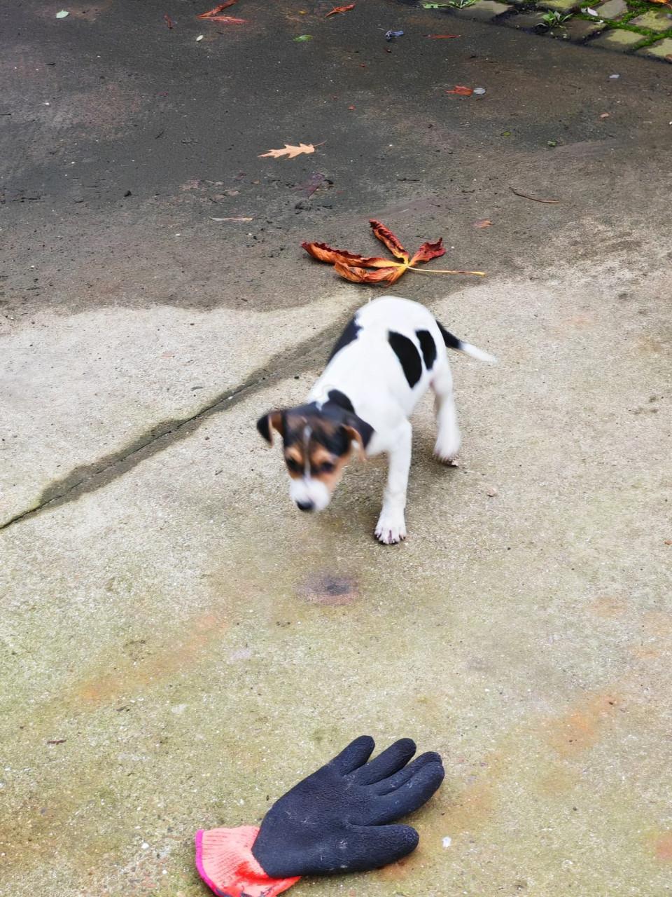 Boerenfox driekleurig