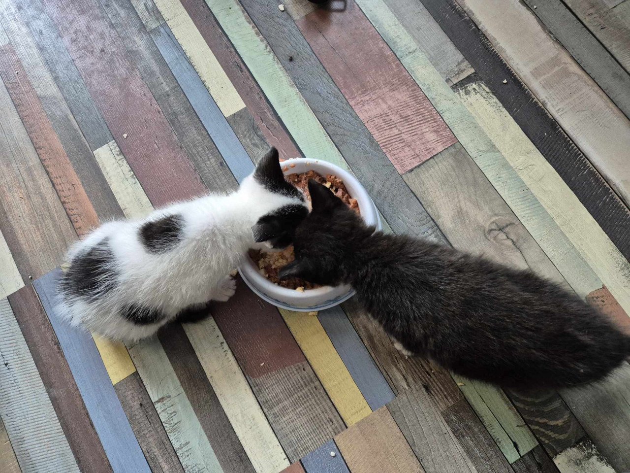 Super lieve sociale grotendeels met de fles opgevoede kittens te koop