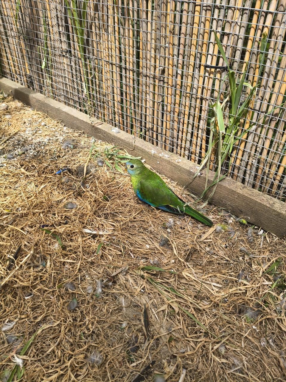 Turquoisine parkieten