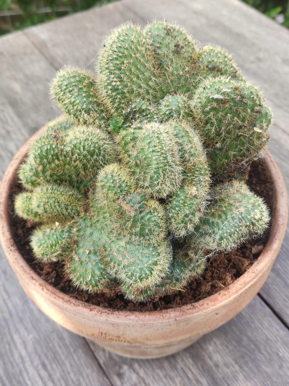Cleistocactus winteri “Cristata” - Gouden rattenstaart