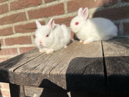 2 jonge pooltjes