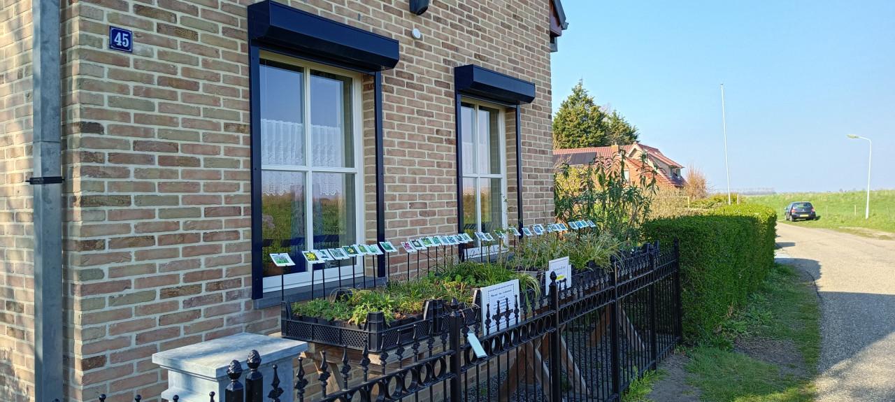 Mooie bijen,- en vlinderplanten in ons kraampje voor € 1,25 s/st. ++ TIP ++