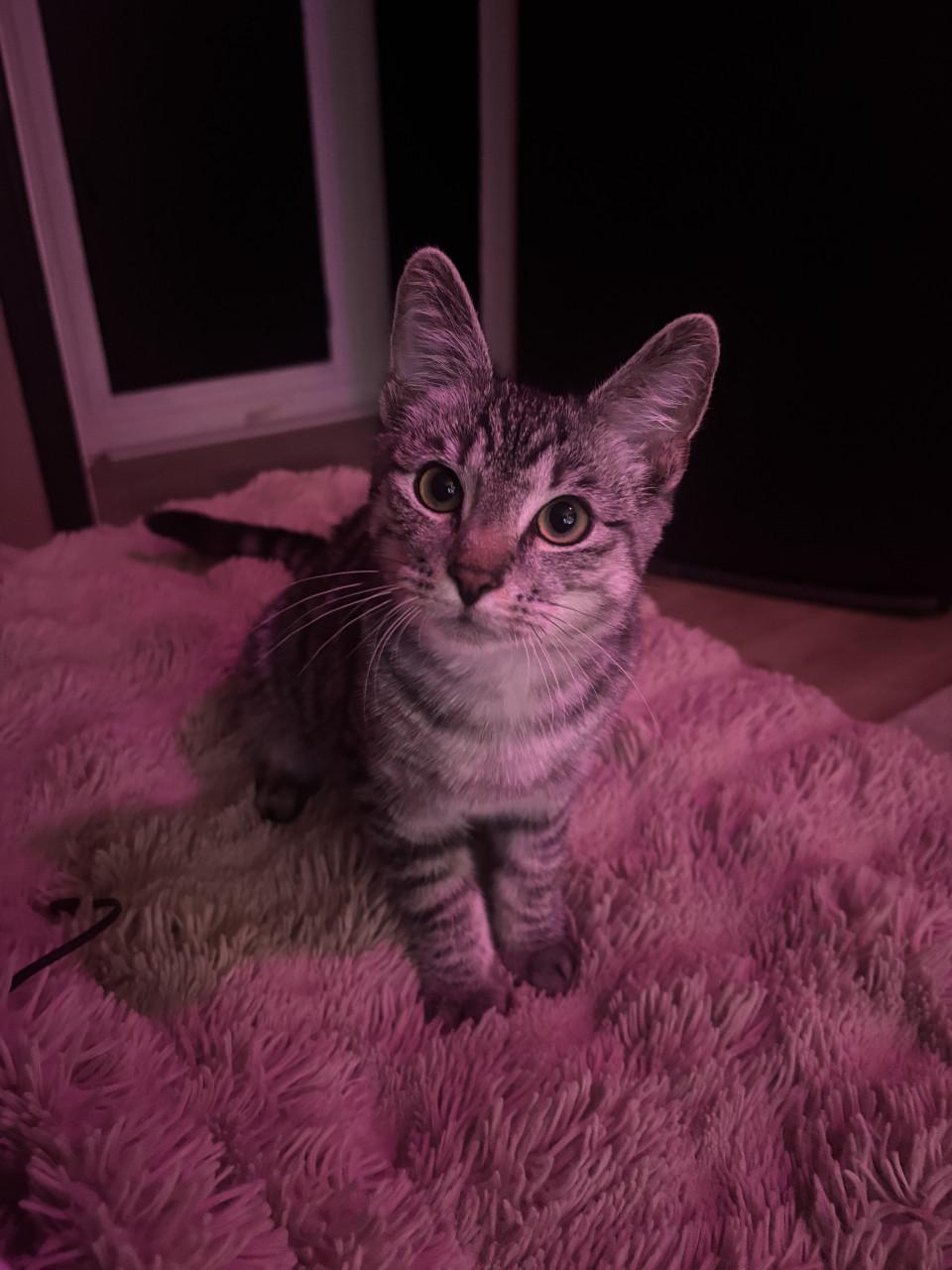 Kitten