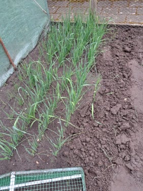 Preiplanten