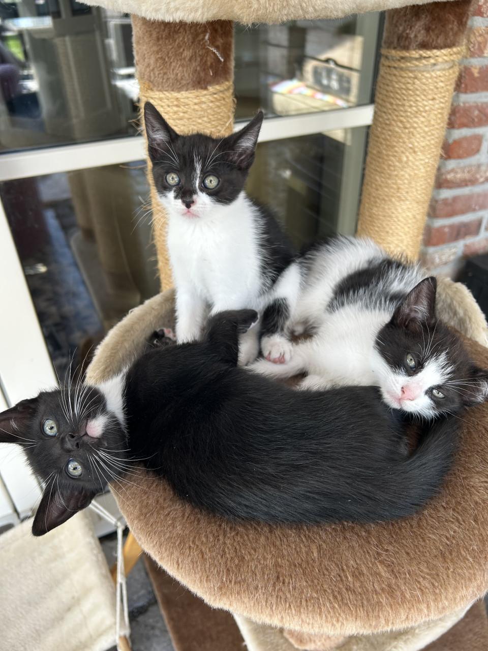 Prachtige kittens 😻😻
