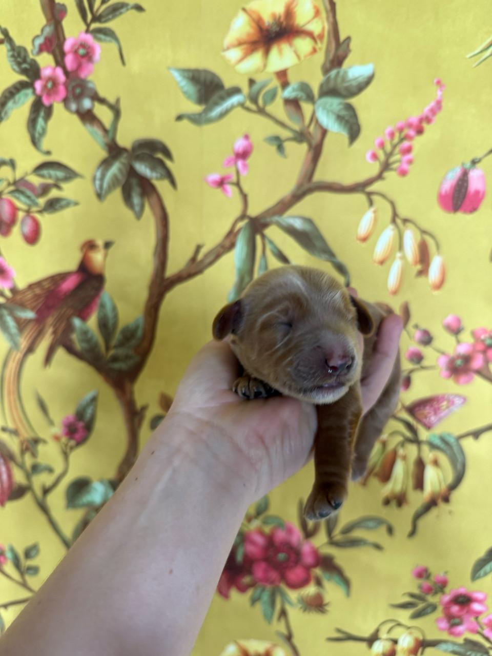 🐾 Labradoodle pupjes, geboren 5 februari, zoeken straks een warm thuis 🐾