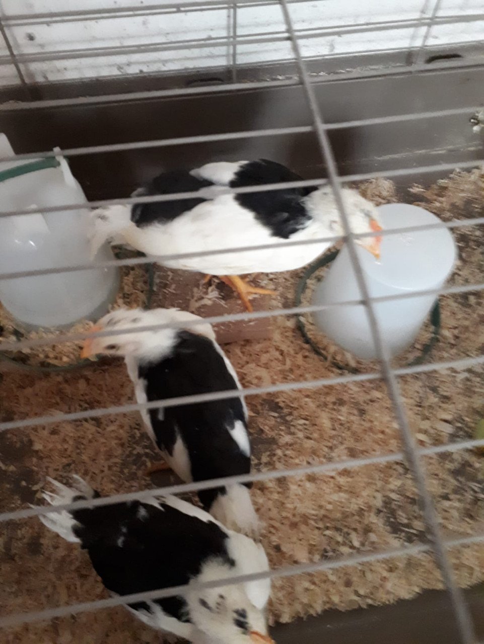 4 jonge leghorns