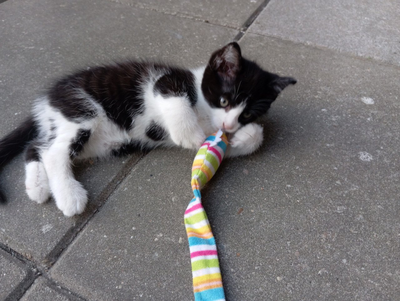 Kitten vrouwtje