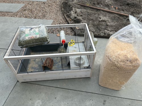 Cavia kooi