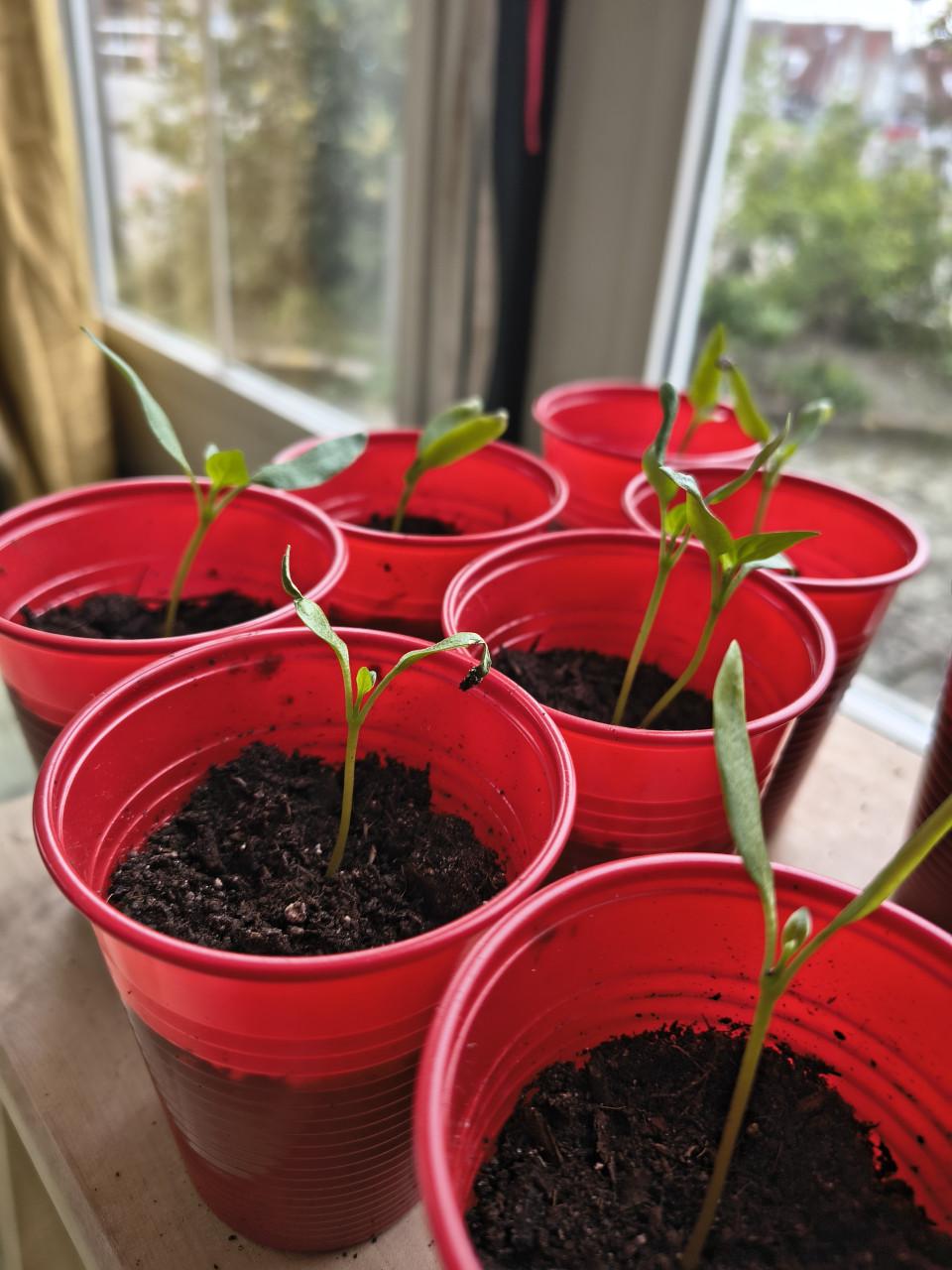 Paprika stekjes, gewortelde stekjes paprikaplant. Aardbei rode bes framboos
