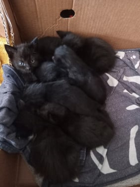 Kittens
