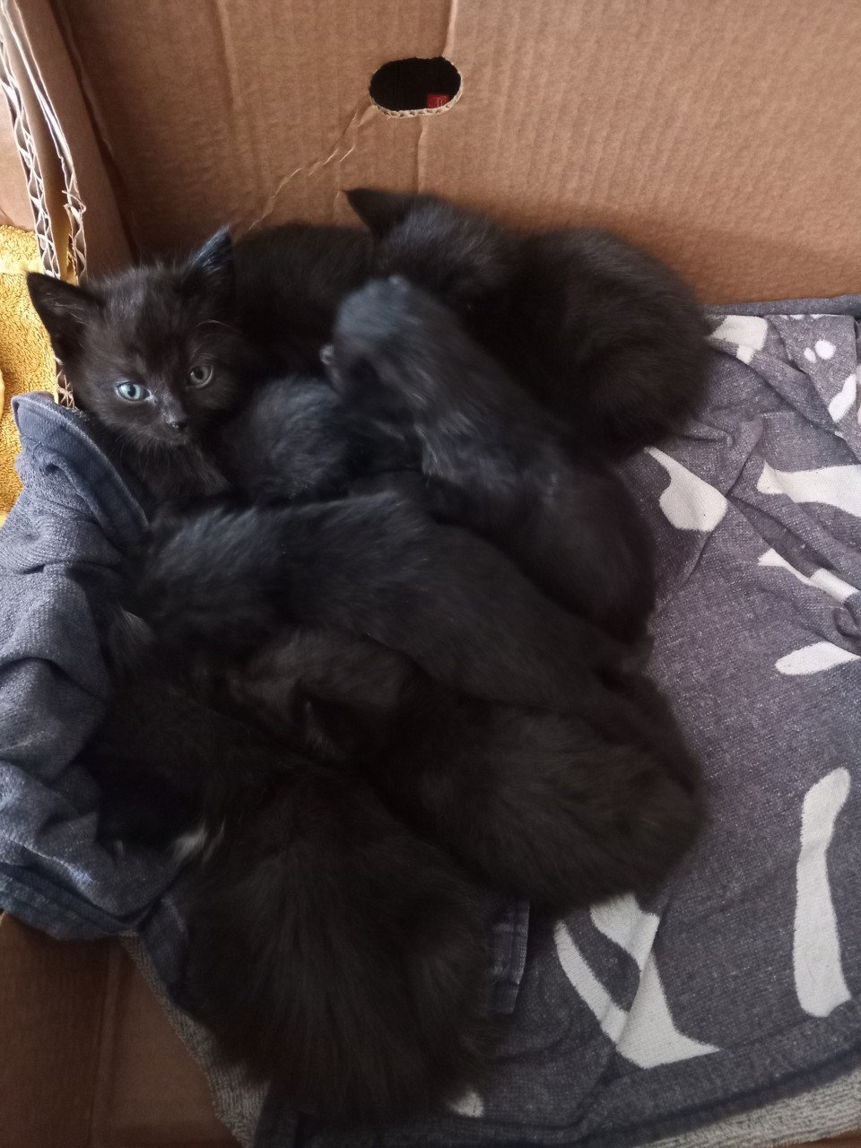 Kittens