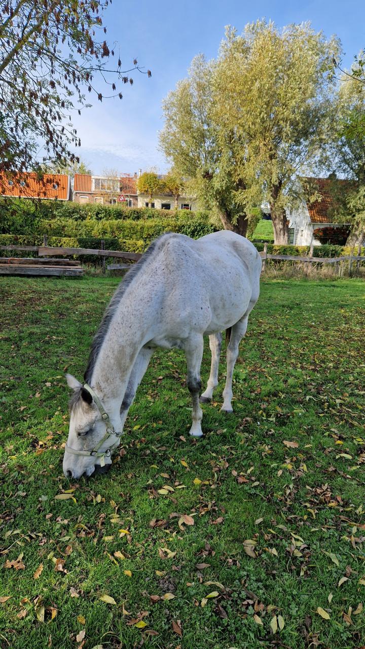 Franse Volbloed ruin te koop