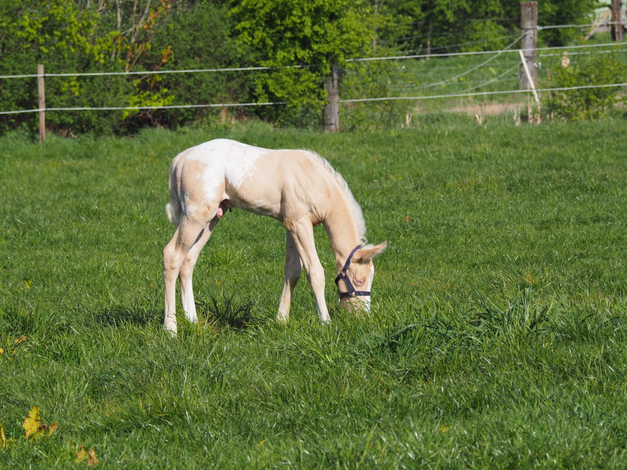 Te koop: Amerikaanse Appaloosa's