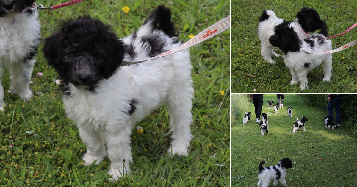 Labradoodle pups bont van kleur