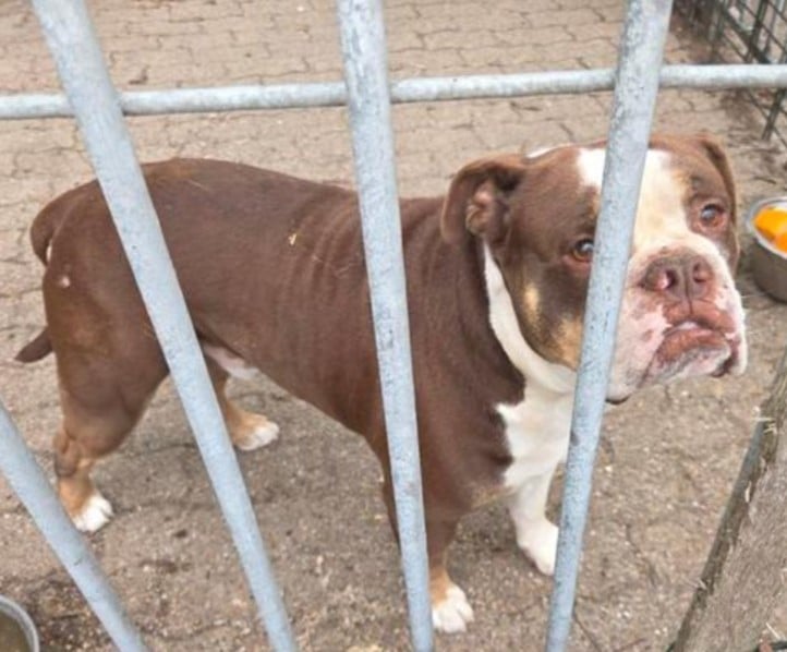 Old English Bulldog pup 15weken