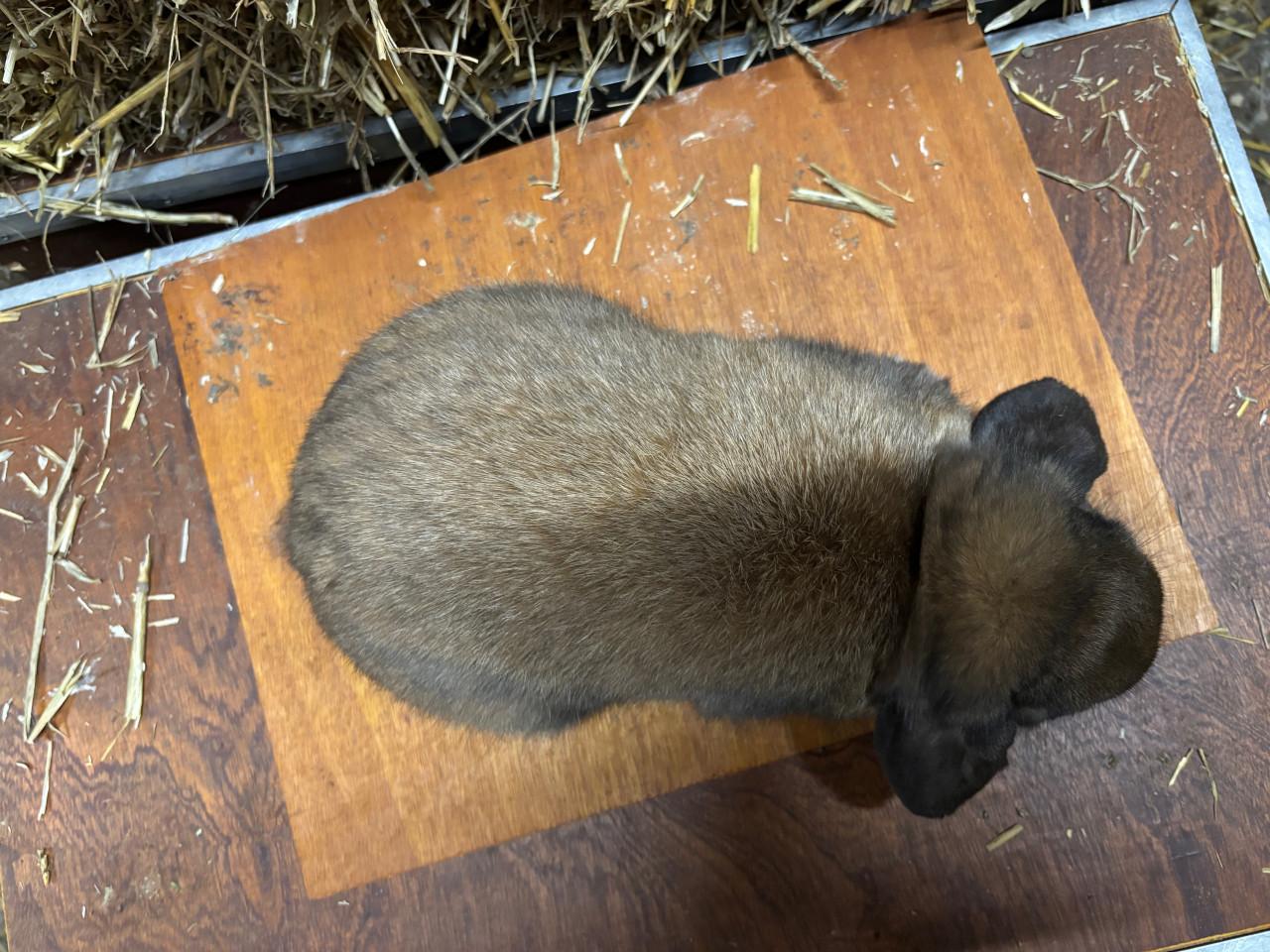 Jonge raszuivere Dwerghangoor rammetjes