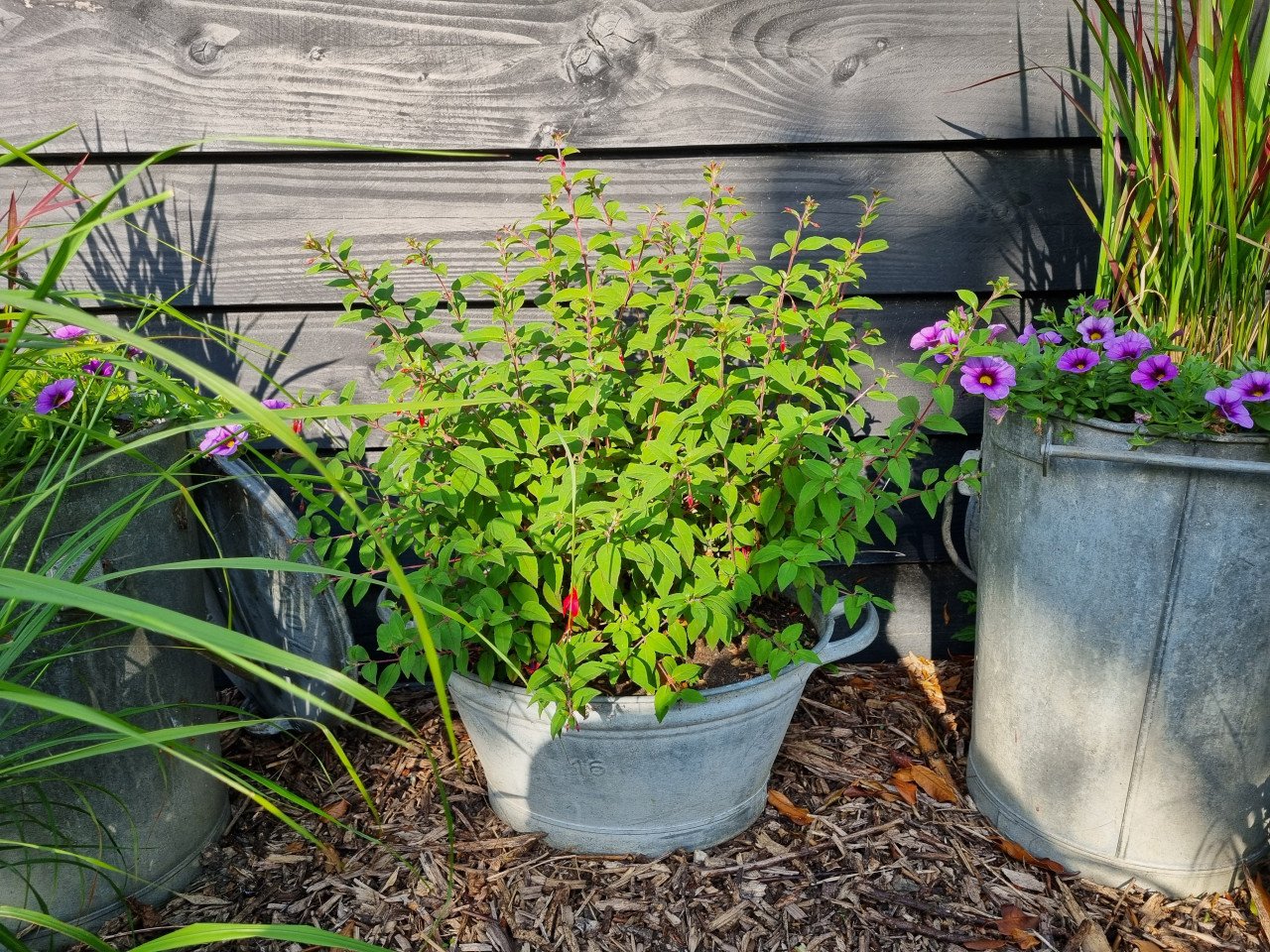 Fuchsias