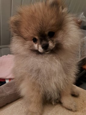 Pomeriaan (dwerg keeshond) puppy