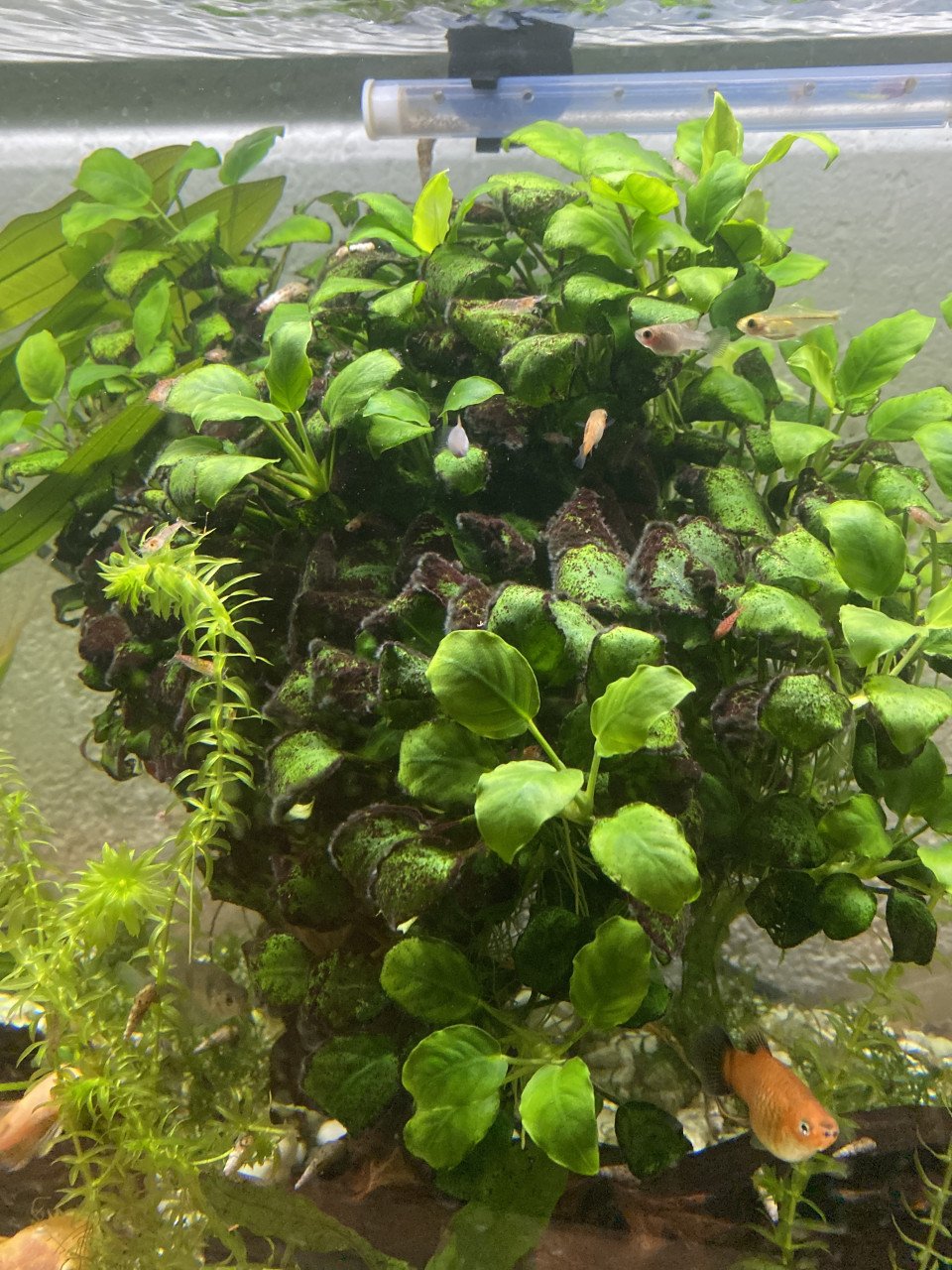 Platys