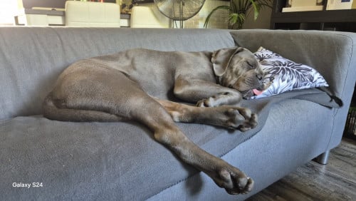 Cane Corso