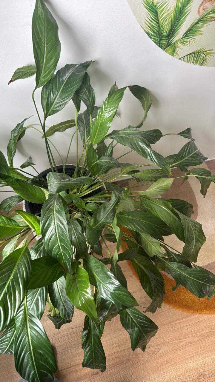 Grote Vredeslelie kamerplant in pot