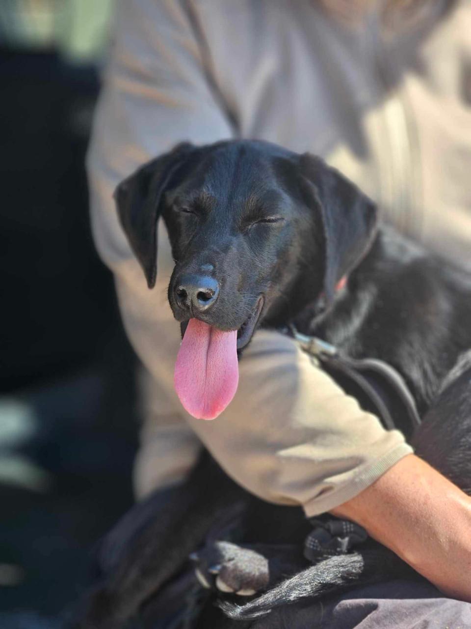 Lieve hond ( vrouwtje)