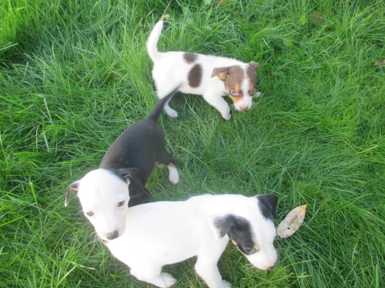Mooie boerenfox pups