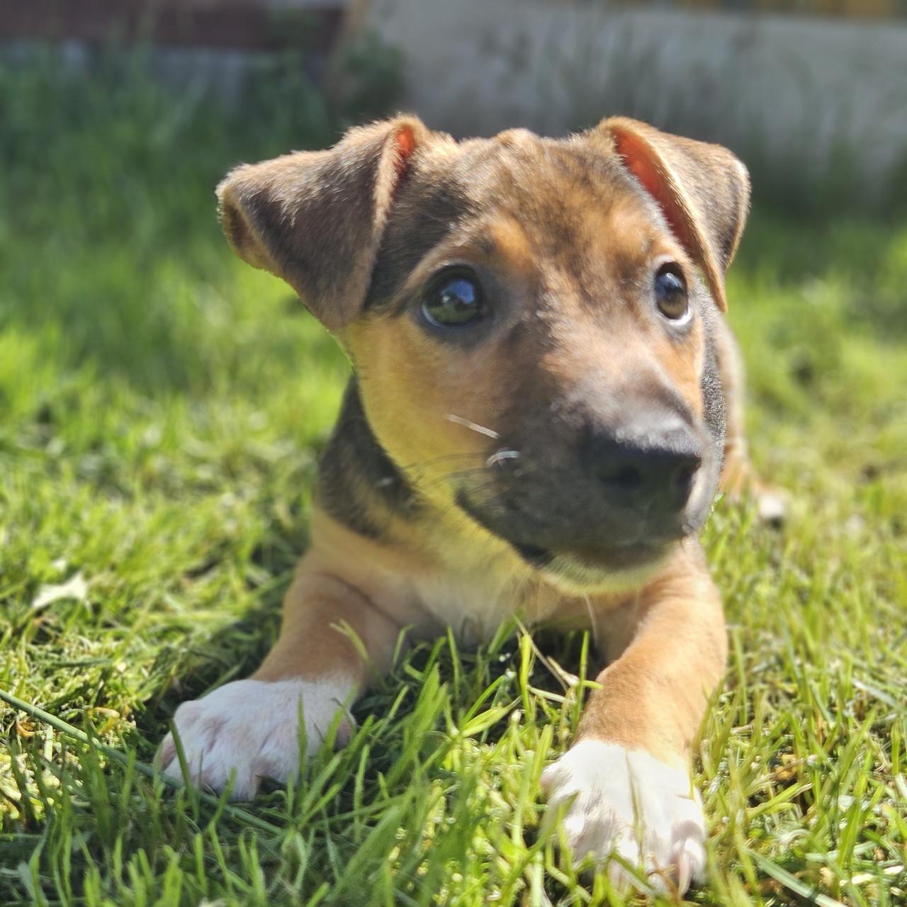 Jack Russell pups