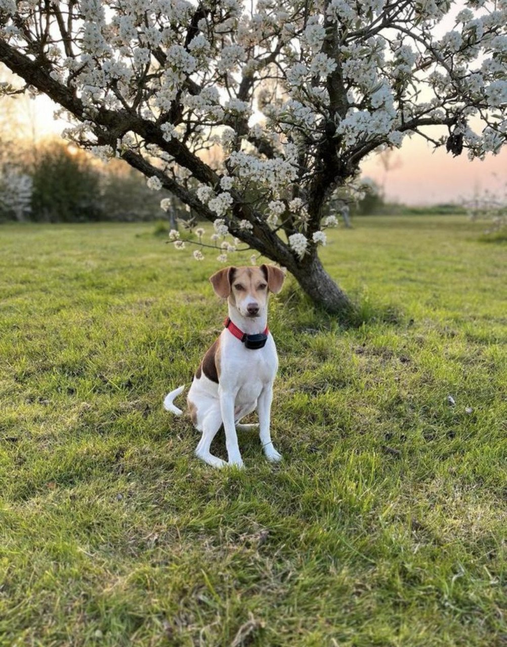 Prachtige Boerenfox pup