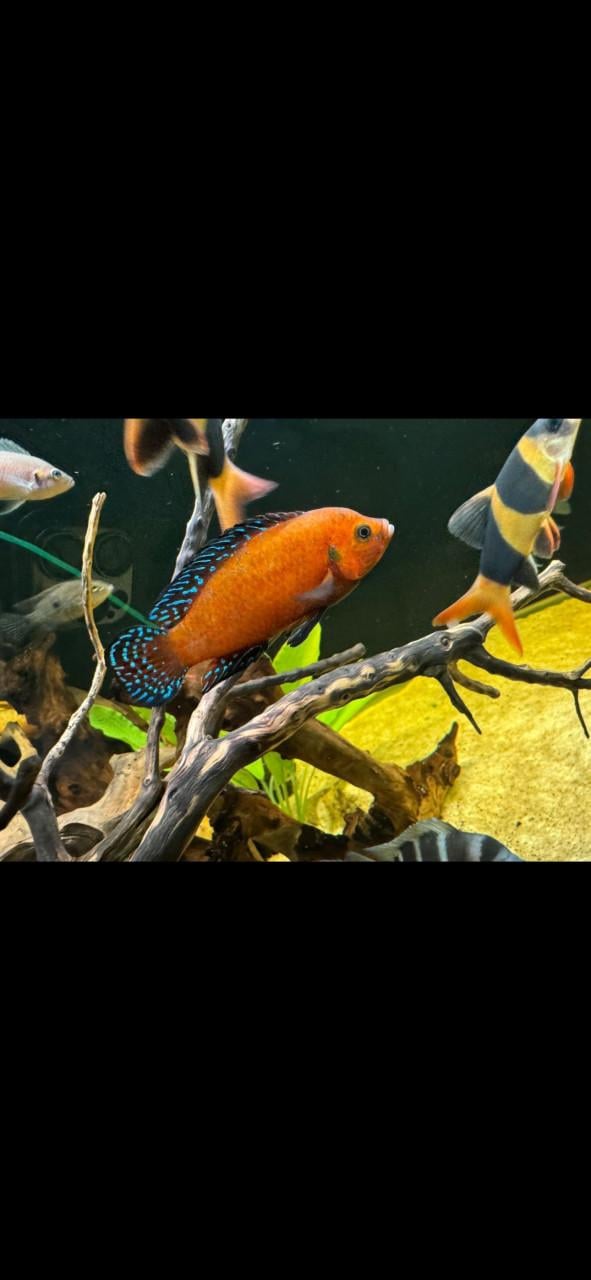 Aquariumvissen