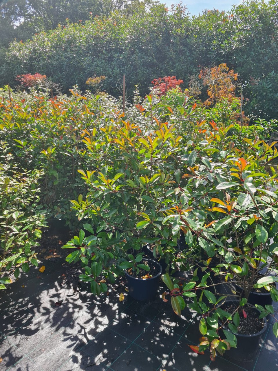 Photinia Fraseri - Red Robin haagplanten ca. 125-150 cm
