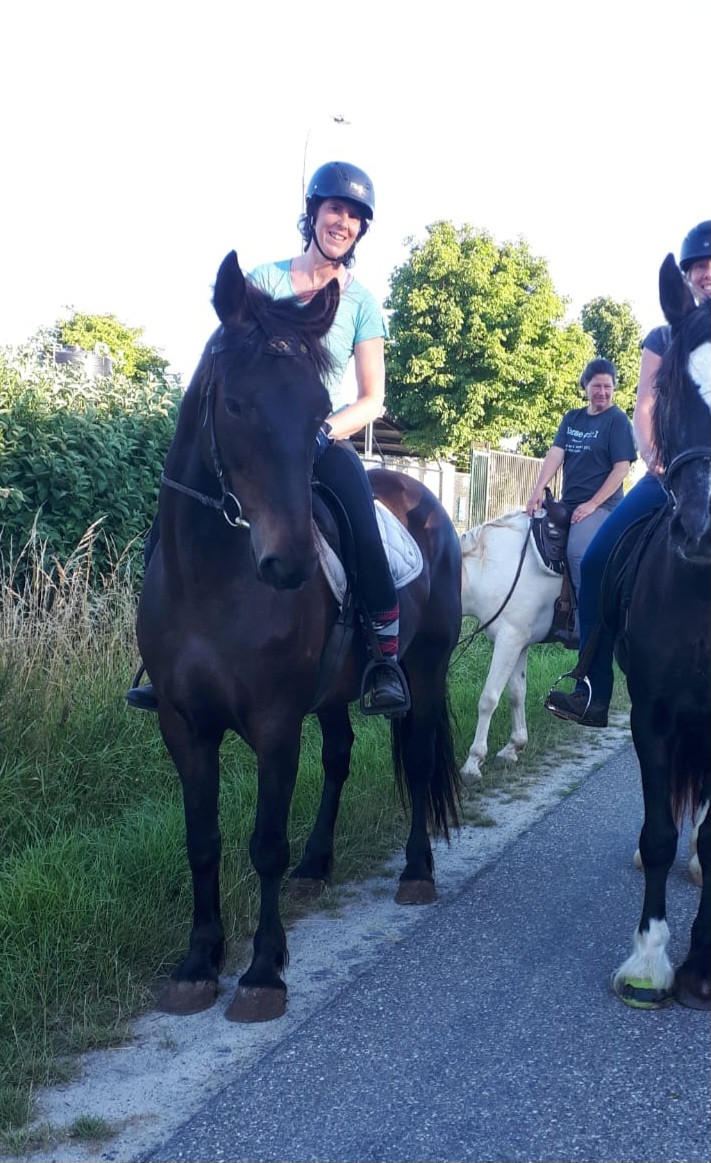 Irish Sport Horse te koop