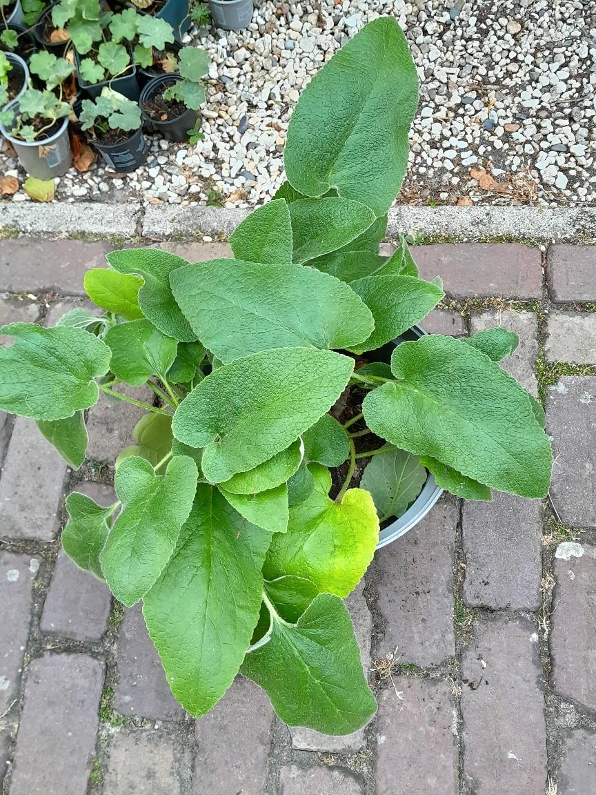 Grote brandkruid / etageplanten