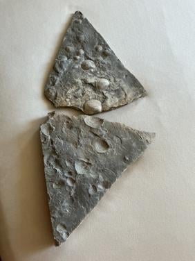 Een fossiele steen met duidelijke afdrukken van schelpen