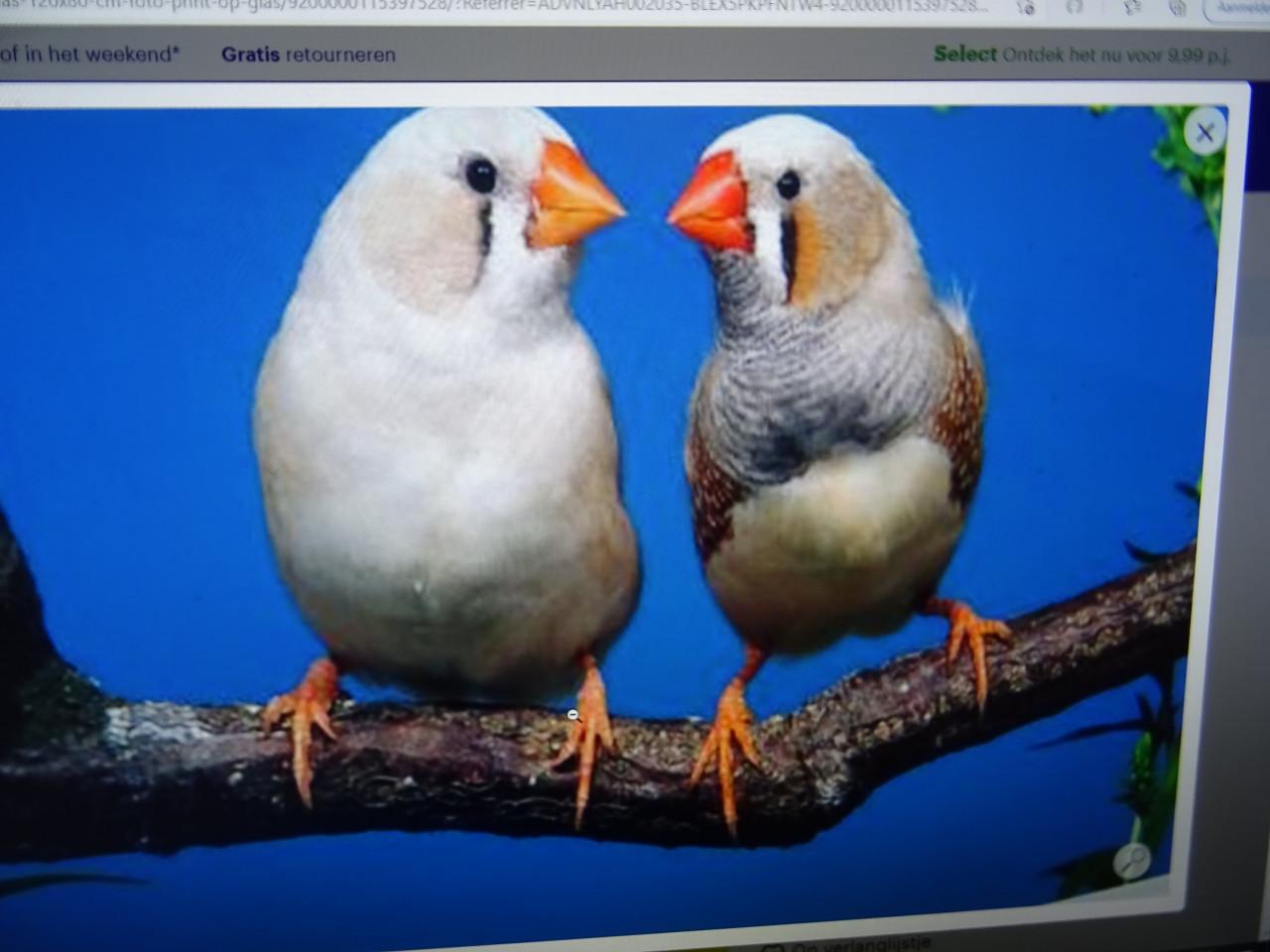 Te koop nog enkele zebravinkjes ook witte broedrijp