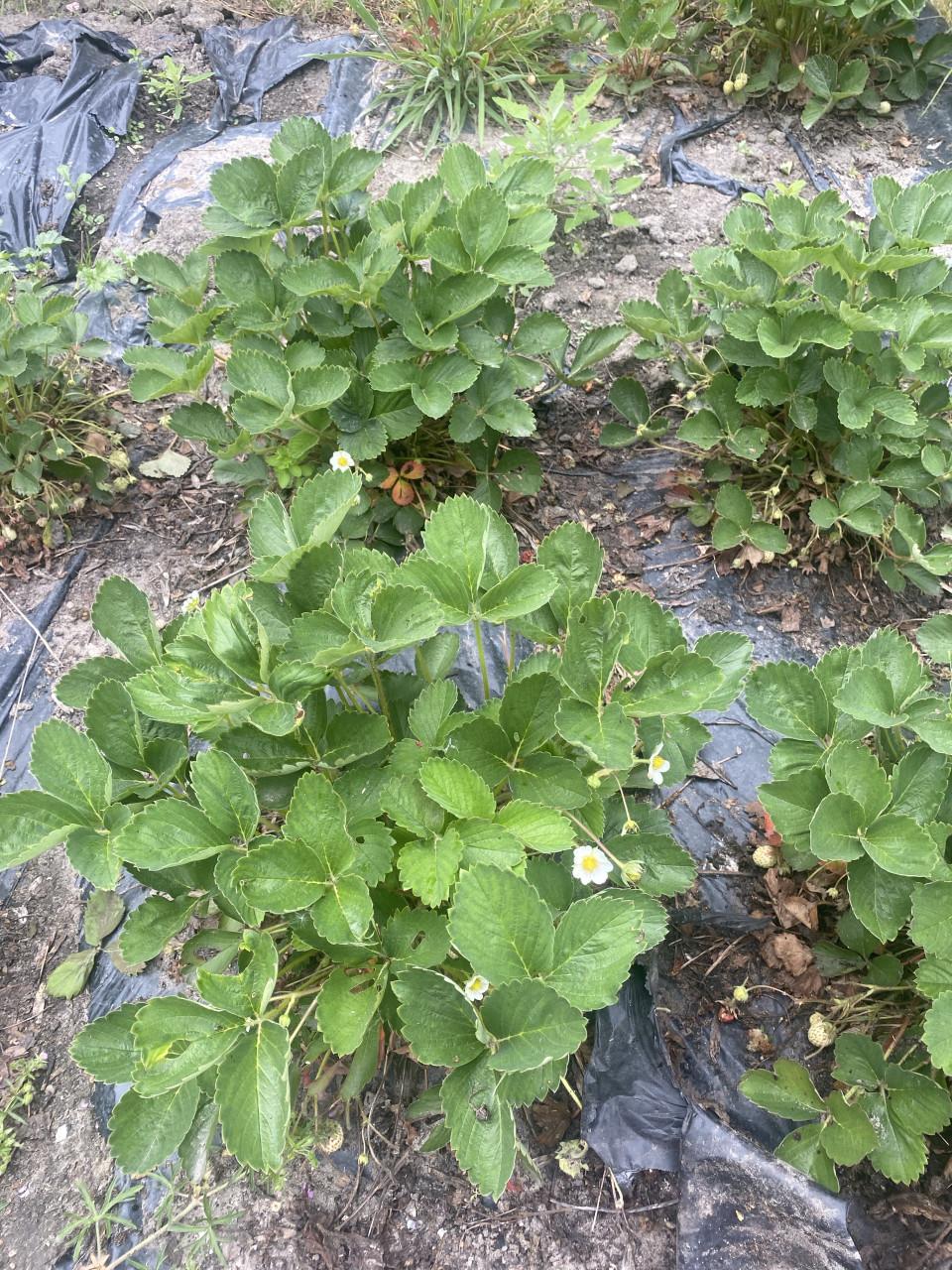 Aardbeienplantjes