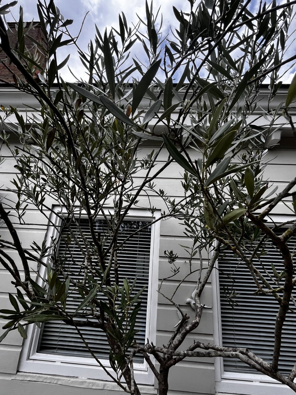Olijfboom, 240 cm hoog, met stenen pot.