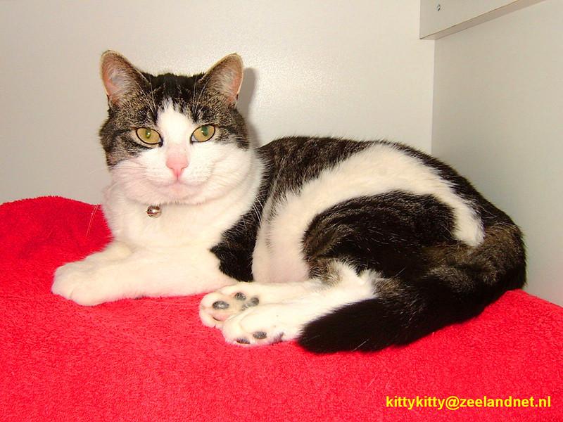 Kattenhotel Kitty Kitty, in Axel