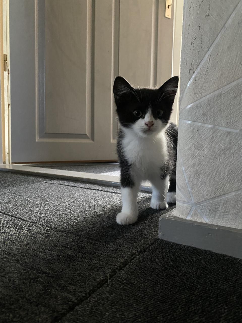 Kitten 12 weken oud