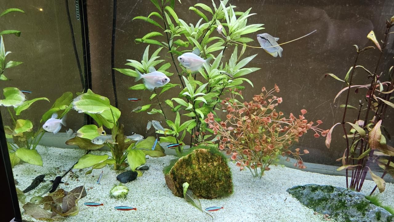 Zoetwater vissen diverse soorten