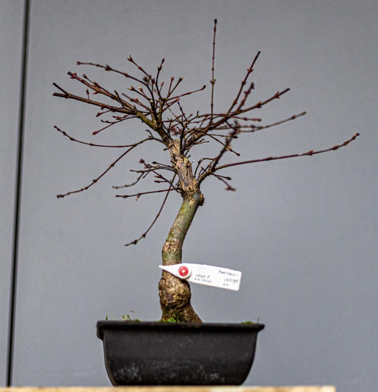 Bonsai Acer Palmatum