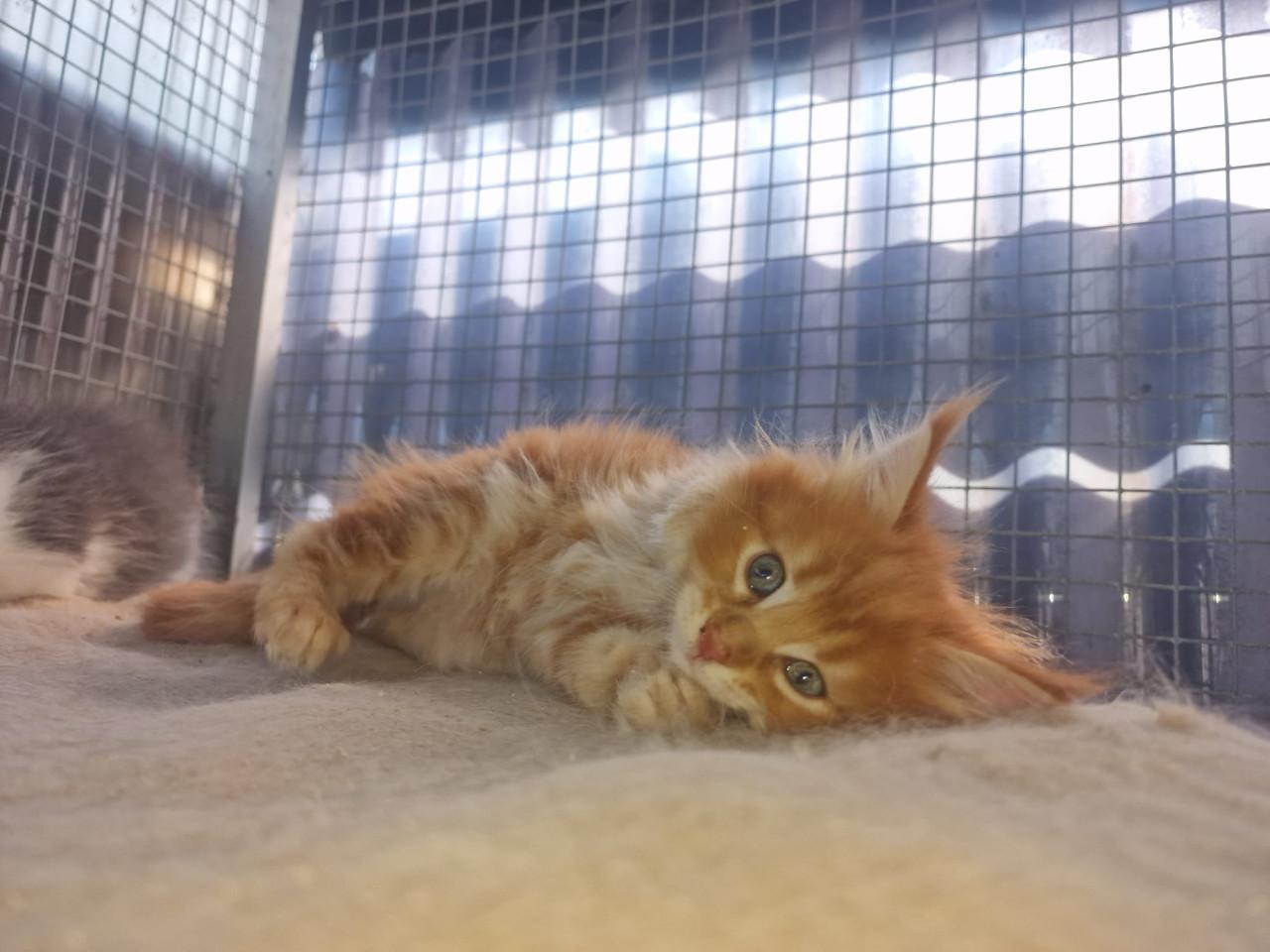 Te koop mooie Maine Coons katertjes