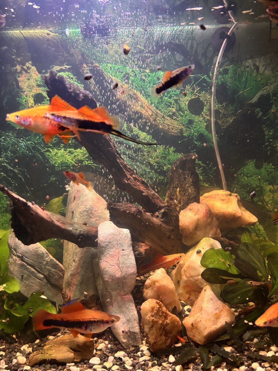 Aquarium