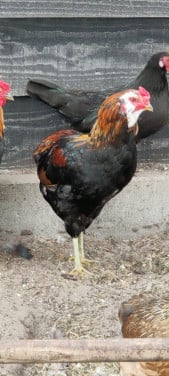 3 bol Araucana hanen raszuiver