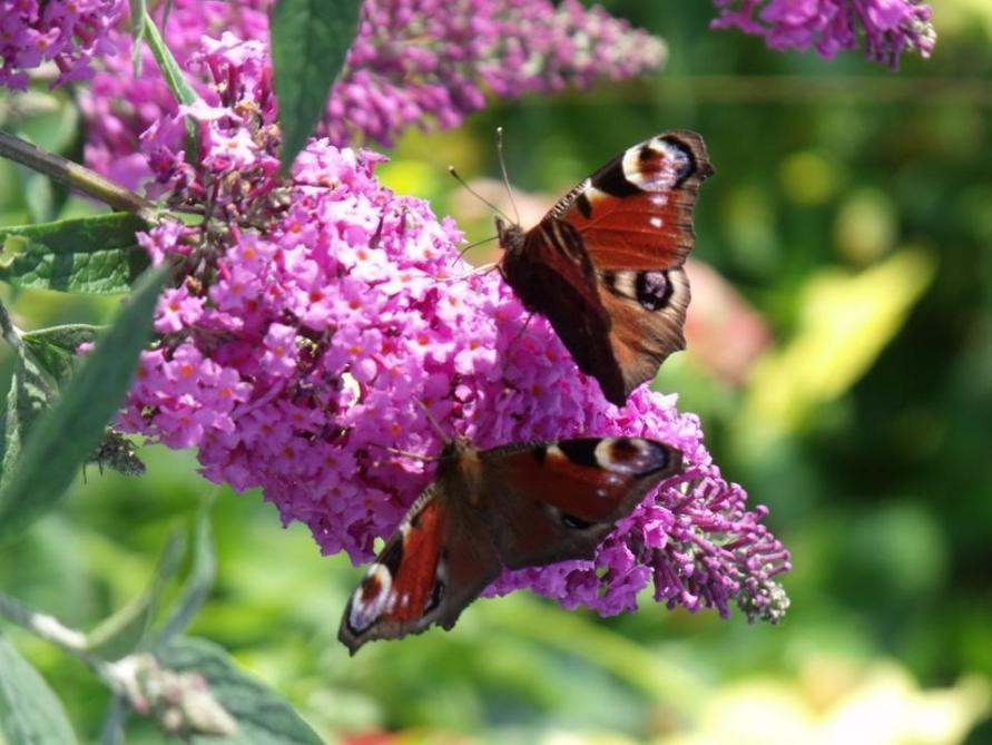 Te koop; vlinderstruik plant bloem tuin