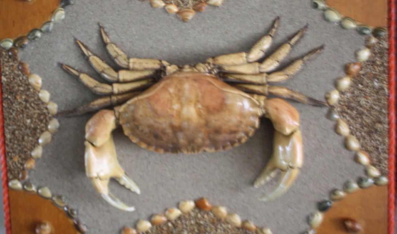 Mooie opgezette krab