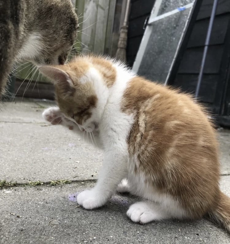 Kittens / Kitten / Katers